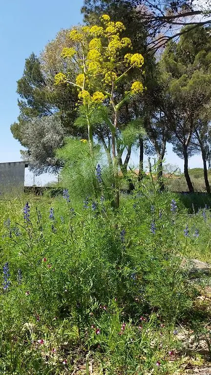 Villa Morgante B&B Pedara Frühstückspension